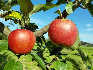 Gartencenter Kremer. Die Naturtalente | Kaiser Wilhelm