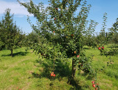 Gartencenter Kremer. Die Naturtalente | Kaiser Wilhelm