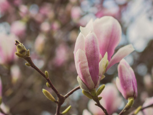 Gartencenter Kremer. Die Naturtalente | Magnolie