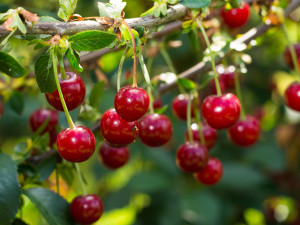 Gartencenter Kremer. Die Naturtalente | Obstbäume