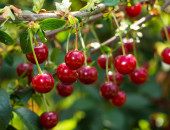 Gartencenter Kremer. Die Naturtalente | Obstbäume