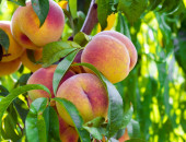 Gartencenter Kremer. Die Naturtalente | Obstbäume