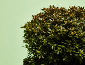 Gartencenter Kremer. Die Naturtalente | Rhododendron Bloombux