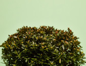 Gartencenter Kremer. Die Naturtalente | Rhododendron Bloombux