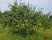 Gartencenter Kremer. Die Naturtalente | Ribston Pepping