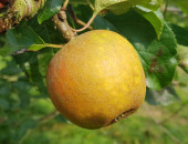 Gartencenter Kremer. Die Naturtalente | Ribston Pepping