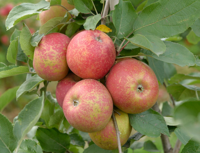 Gartencenter Kremer. Die Naturtalente | Roter Boskop