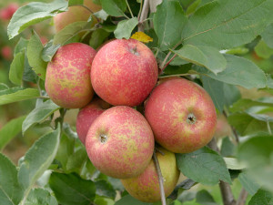 Gartencenter Kremer. Die Naturtalente | Roter Boskop