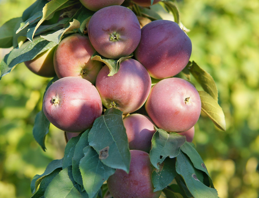 Gartencenter Kremer. Die Naturtalente | Säulenobst