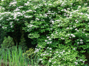 Gartencenter Kremer. Die Naturtalente | Schneeball