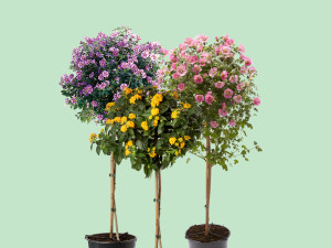 Gartencenter Kremer. Die Naturtalente | Sommerstämmchen