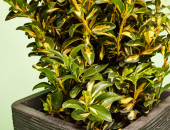 Gartencenter Kremer. Die Naturtalente | Spindelstrauch