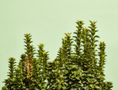 Gartencenter Kremer. Die Naturtalente | Spindelstrauch