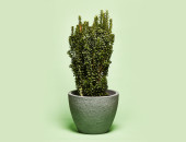 Gartencenter Kremer. Die Naturtalente | Spindelstrauch