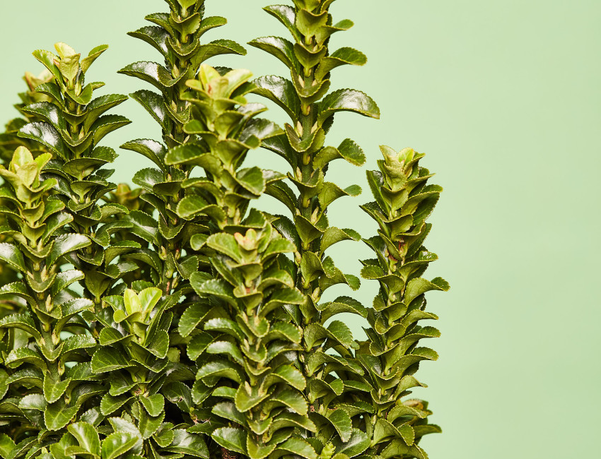 Gartencenter Kremer. Die Naturtalente | Spindelstrauch