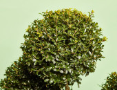 Gartencenter Kremer. Die Naturtalente | Stechpalme als Pompon