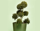 Gartencenter Kremer. Die Naturtalente | Stechpalme als Pompon