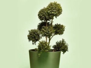 Gartencenter Kremer. Die Naturtalente | Stechpalme als Pompon