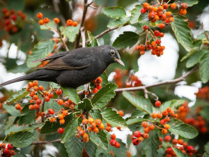 Gartencenter Kremer. Die Naturtalente | Vogelbeere