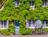 Gartencenter Kremer. Die Naturtalente | Wilder Wein