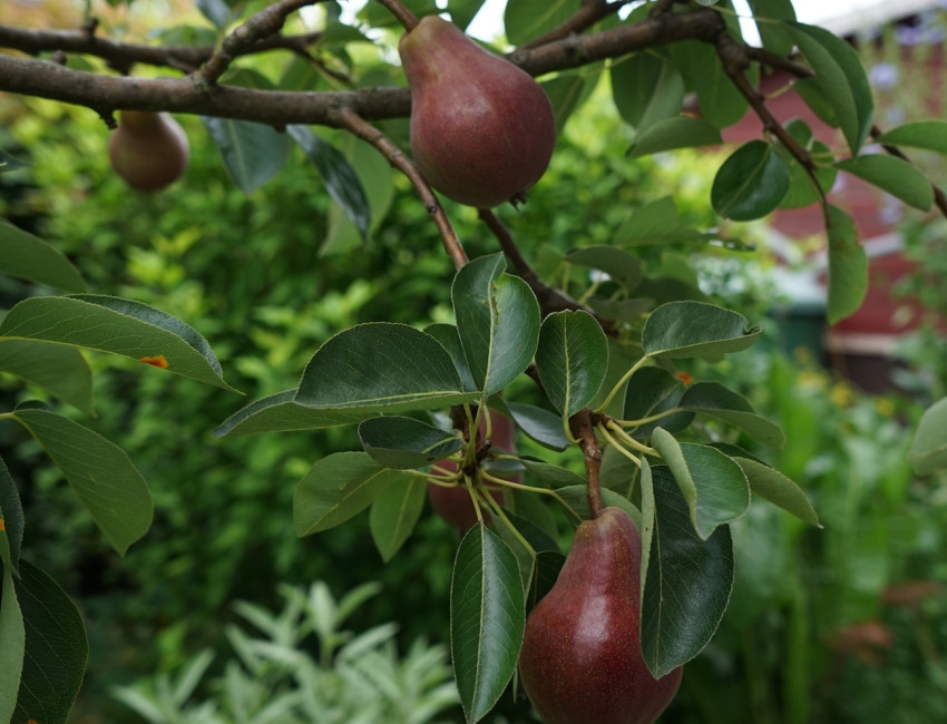 Gartencenter Kremer. Die Naturtalente | Williams Christ