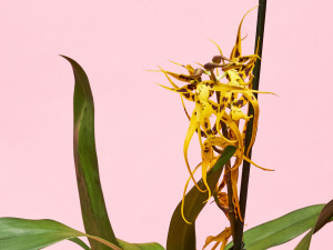 Gartencenter Kremer. Die Naturtalente | Cambria-Orchidee