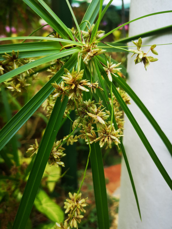 Gartencenter Kremer. Die Naturtalente