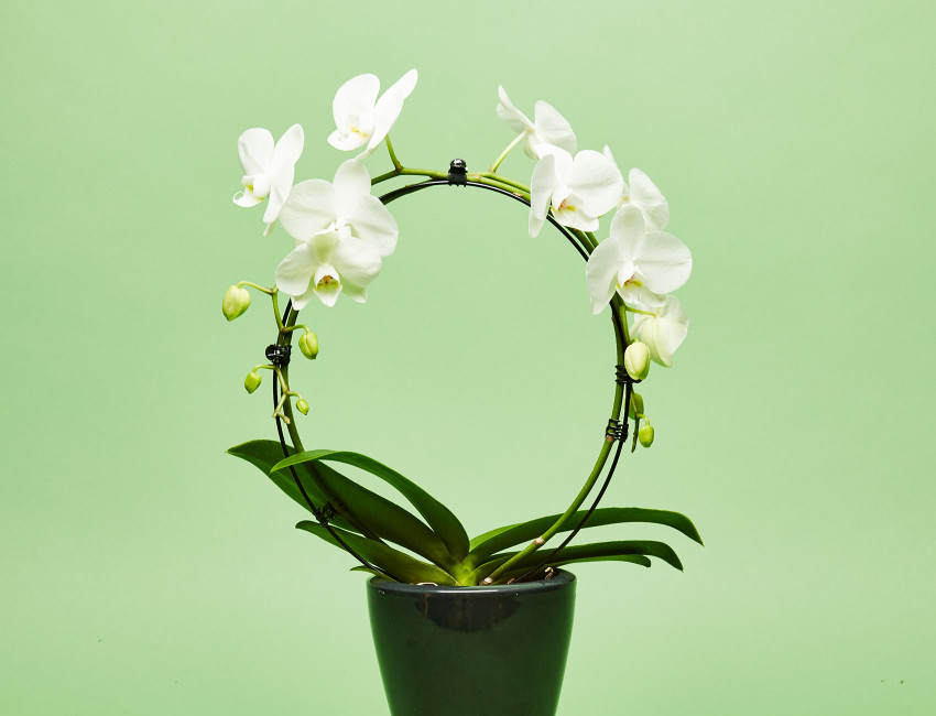 Gartencenter Kremer. Die Naturtalente | Schmetterlings-Orchidee im Bogen