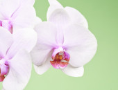 Gartencenter Kremer. Die Naturtalente | Schmetterlingsorchidee ‘Balletto’