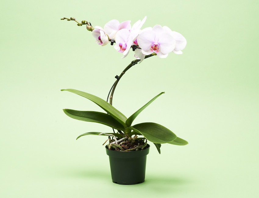 Gartencenter Kremer. Die Naturtalente | Schmetterlingsorchidee &lsquo;Balletto&rsquo;