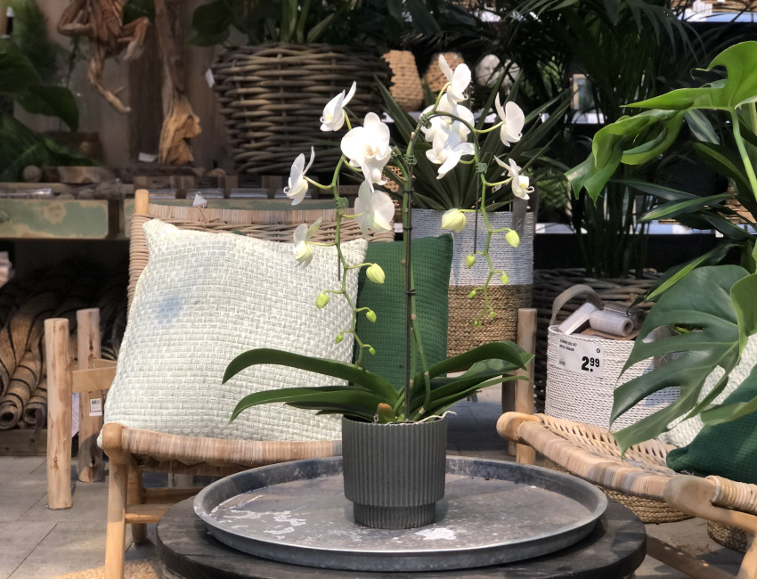 Gartencenter Kremer. Die Naturtalente | Schmetterlingsorchidee Palme