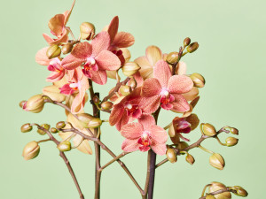 Gartencenter Kremer. Die Naturtalente | Schmetterlingsorchidee