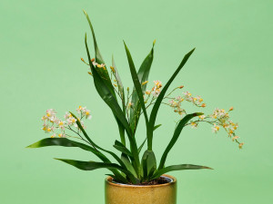 Gartencenter Kremer. Die Naturtalente | Oncidium-Orchidee