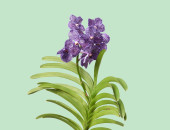 Gartencenter Kremer. Die Naturtalente | Vanda-Orchidee