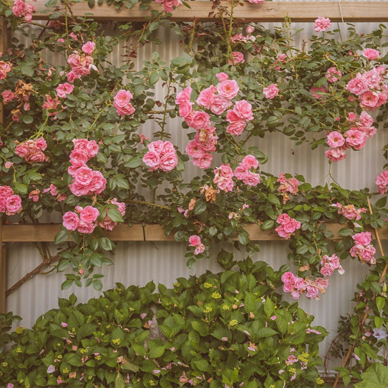 Gartencenter Kremer. Die Naturtalente | Die Rose - Königin der Blumen