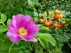 Gartencenter Kremer. Die Naturtalente | Kartoffelrose