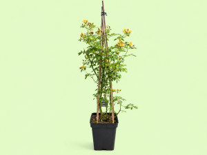 Gartencenter Kremer. Die Naturtalente | Ramblerrose