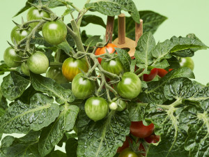 Gartencenter Kremer. Die Naturtalente | Cherrytomate rot