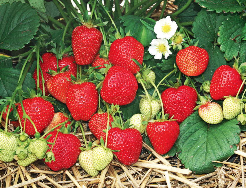 Gartencenter Kremer. Die Naturtalente | Erdbeeren