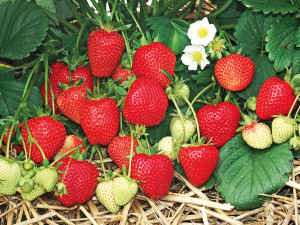 Gartencenter Kremer. Die Naturtalente | Erdbeeren
