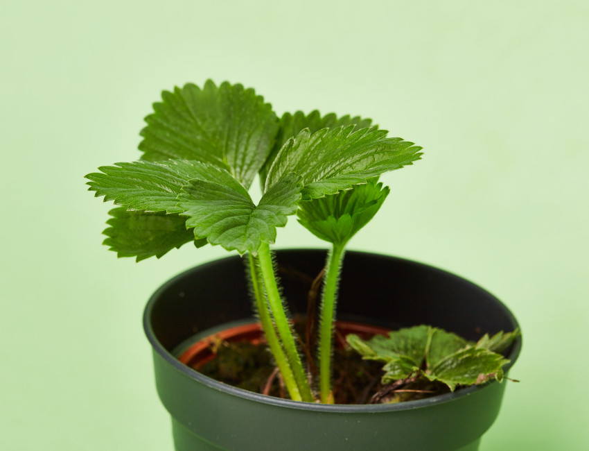 Gartencenter Kremer. Die Naturtalente | Erdbeerpflanzen