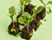 Gartencenter Kremer. Die Naturtalente | Kohlrabi-Pflanzen