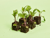 Gartencenter Kremer. Die Naturtalente | Kohlrabi-Pflanzen