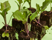 Gartencenter Kremer. Die Naturtalente | Kohlrabi-Pflanzen