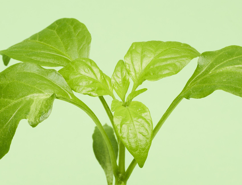 Gartencenter Kremer. Die Naturtalente | Paprika gelb