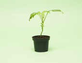 Gartencenter Kremer. Die Naturtalente | Paprika gelb