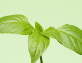 Gartencenter Kremer. Die Naturtalente | Paprika grün