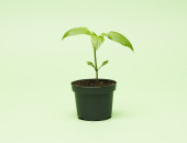 Gartencenter Kremer. Die Naturtalente | Paprika grün
