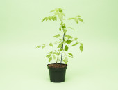 Gartencenter Kremer. Die Naturtalente | Perlentomate gelb