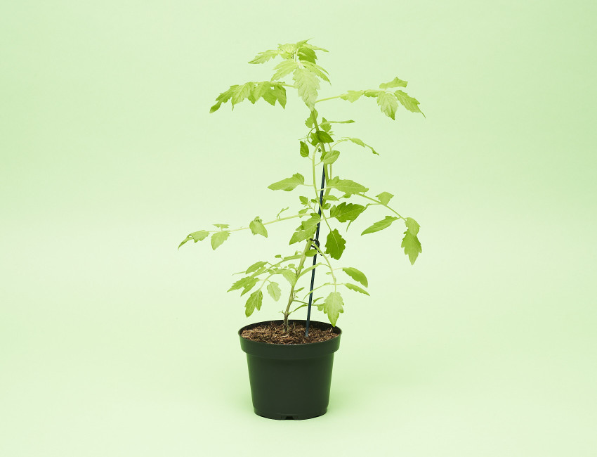 Gartencenter Kremer. Die Naturtalente | Perlentomate gelb